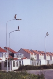 8 stokstaartjes voor Tiel