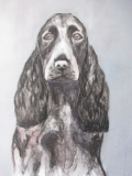 Cocker spaniel