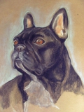 franse-bulldog