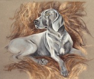 weimaraner